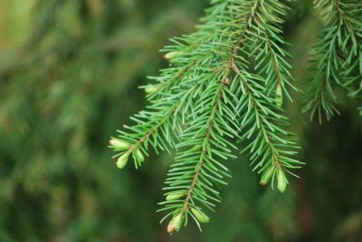 Picea omorika 'Bautzen' - smrk omorika