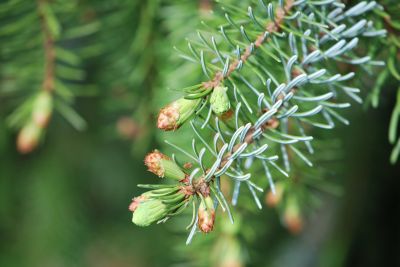 Picea omorika 'Bautzen' - smrk omorika - jarní rašení