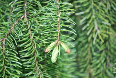 Picea omorika 'Bautzen' - smrk omorika - jaro
