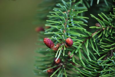 Picea omorika 'Pendula' - smrk omorika - jaro