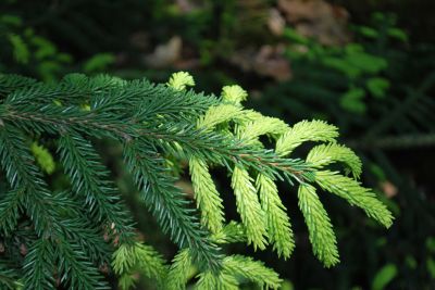 Picea orientalis 'Early Gold' - smrk východní - nové přírůstky