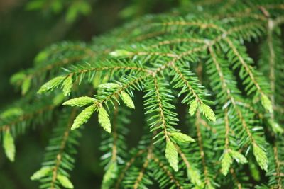Picea orientalis - smrk východní - jaro