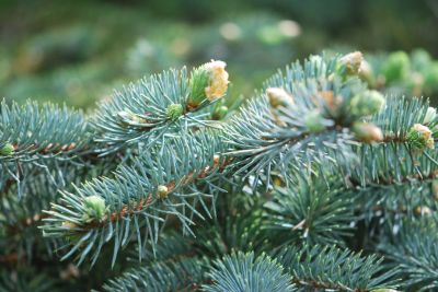 Picea pungens 'Glauca' cv. Průhonice - smrk pichlavý cv. Průhonice