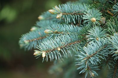 Picea pungens 'Glauca' cv. Průhonice - smrk pichlavý cv. Průhonice - jaro