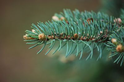 Picea pungens 'Glauca' - smrk pichlavý - jehlice
