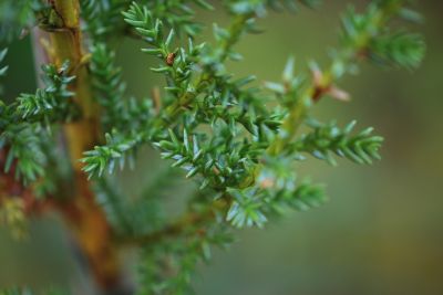 Pilgerodendron uviferum - pazeravec