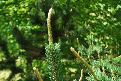 Pinus aristata - borovice osinatá - jarní přírustky