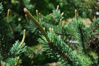 Pinus aristata - borovice osinatá - jaro