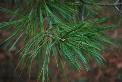 Pinus armandii - borovice Armandova - jehlice