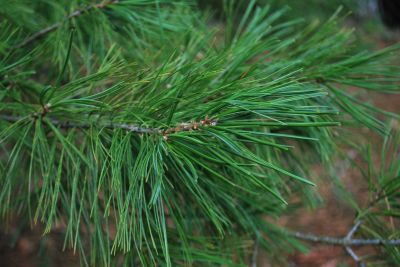 Pinus armandii - borovice Armandova - jehlice 
