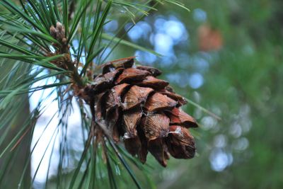 Pinus armandii - borovice Armandova - šiška
