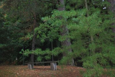 Pinus armandii - borovice Armandova - větev