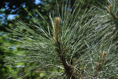 Pinus coulteri - borovice Coulterova