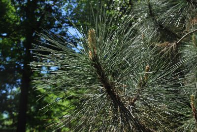 Pinus coulteri - borovice Coulterova - jarní výhon