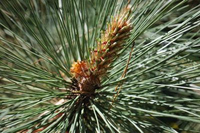 Pinus coulteri - borovice Coulterova - jaro