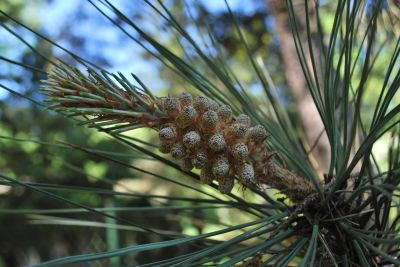 Pinus coulteri - borovice Coulterova - prašníky