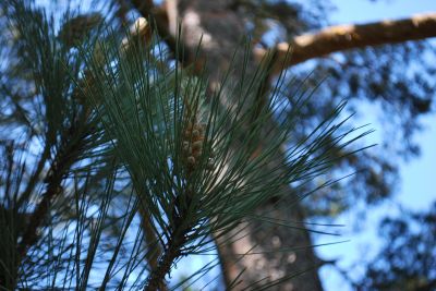 Pinus coulteri - borovice Coulterova - prašníky - jaro