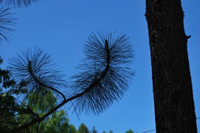 Pinus coulteri - borovice Coulterova - větev