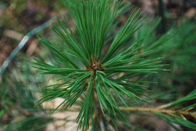 Pinus lambertiana - borovice Lambertova
