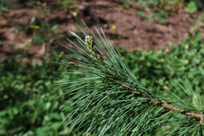 Pinus lambertiana 'Glauca' - borovice Lambertova