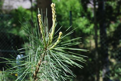 Pinus lambertiana 'Glauca' - borovice Lambertova - jaro