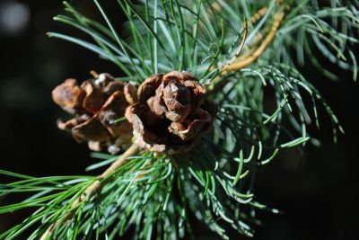 Pinus parviflora - borovice drobnokvětá