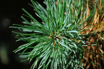 Pinus parviflora - borovice drobnokvětá 