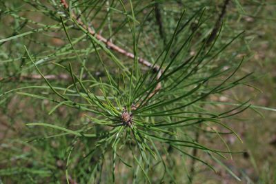 Pinus pinaster - borovice přímořská