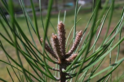 Pinus pinaster - borovice přímořská - letorosty