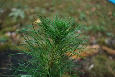 Pinus radiata - borovice montereyská (syn. b. paprsčitá)