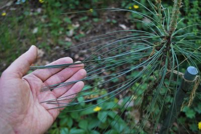Pinus sabiniana - borovice Sabineova