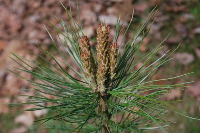 Pinus sibirica - borovice sibiřská