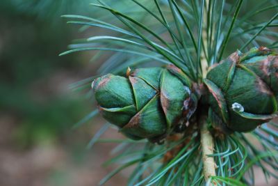 Pinus tabuliformis - borovice čínská