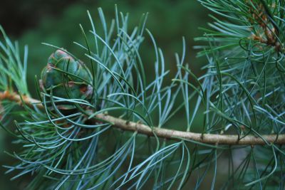 Pinus tabuliformis - borovice čínská - jehlice