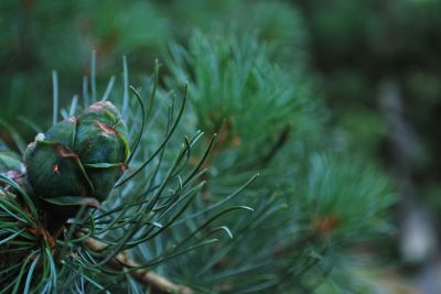 Pinus tabuliformis - borovice čínská - šiška