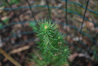 Pinus yunnanensis - borovice yunajská