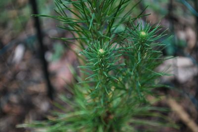 Pinus yunnanensis - borovice yunajská 