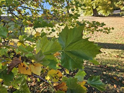 Platanus × hispanica - platan javorolistý