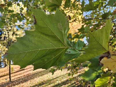Platanus × hispanica - platan javorolistý 