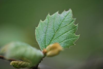Platanus occidentalis - platan západní - jaro