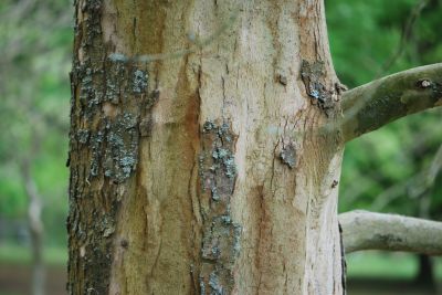 Platanus orientalis - platan východní - borka