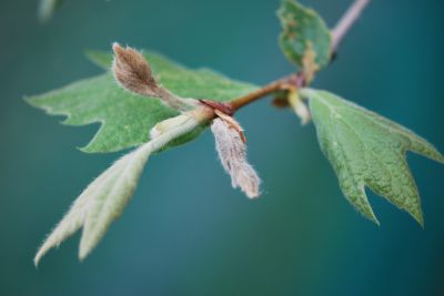 Platanus orientalis - platan východní - jaro