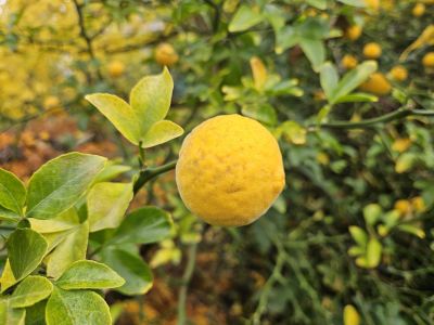 Poncirus trifoliata - citronečník trojlistý - plod