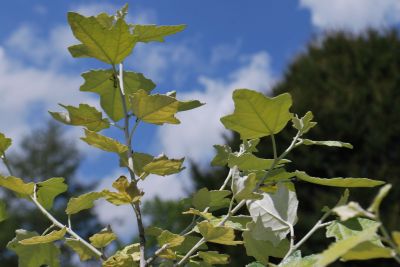 Populus alba 'Richardii' - topol bílý
