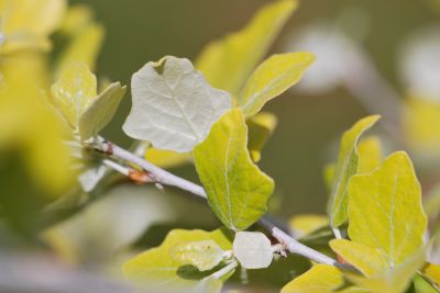Populus alba 'Richardii' - topol bílý - jarní listy