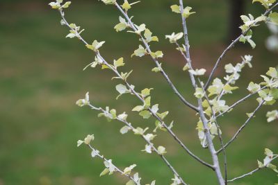 Populus alba 'Richardii' - topol bílý - jarní rašení listůo
