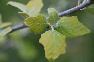 Populus alba 'Richardii' - topol bílý - jaro