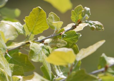 Populus alba 'Richardii' - topol bílý - jaro