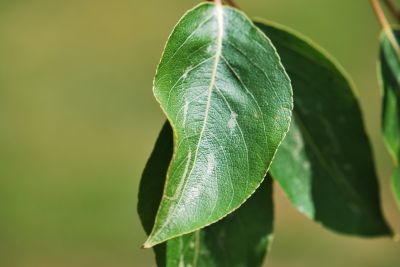 Populus androscoggin - topol Androscogův