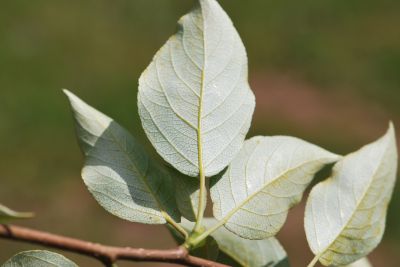 Populus androscoggin - topol Androscogův - rub listu